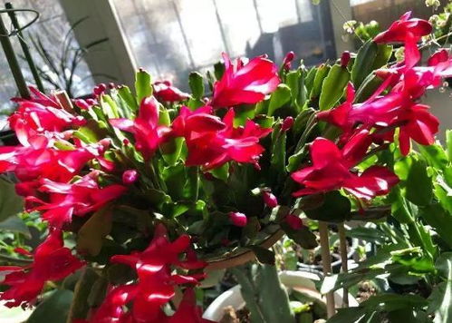 第一种花：长寿花