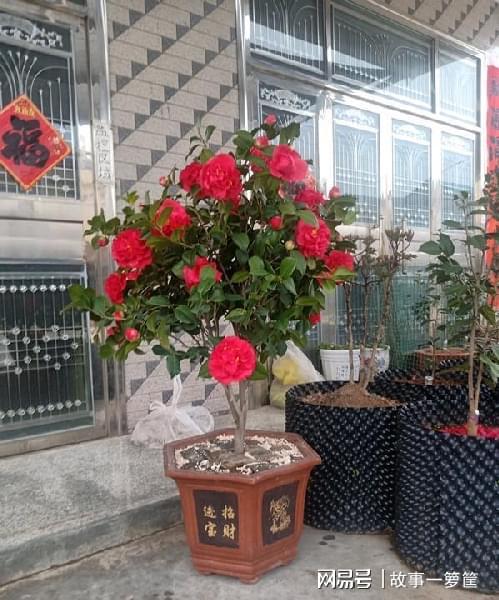 耐寒又好养的花儿