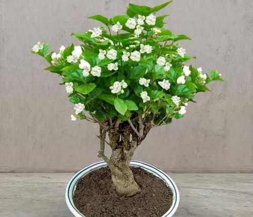 冬季养护，全方位呵护