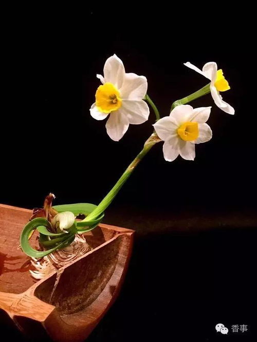 水仙花在日本的象征意义中，究竟蕴含着怎样的深刻内涵