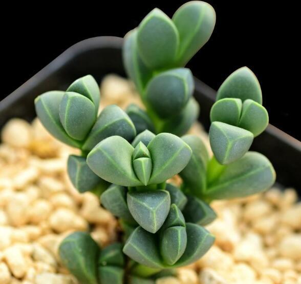 代森锰锌与多菌灵：一拍即合的杀菌搭档