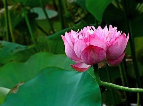 紫色迷雾月季：揭秘花瓣颜色深浅的秘密