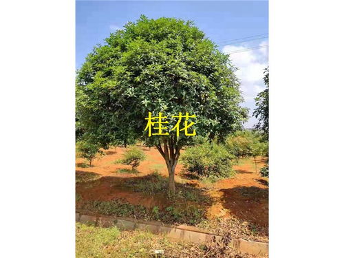 桂花种植需注意土壤、水分、光照等条件