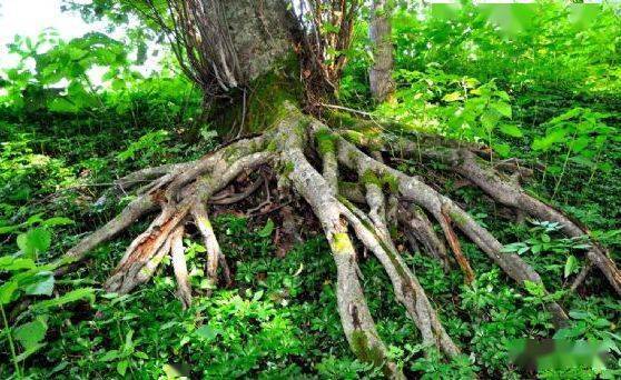 二、 根部处理是关键