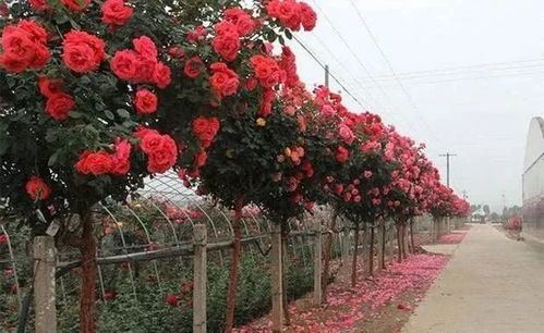 树状月季不开花，是养护不当还是品种问题？