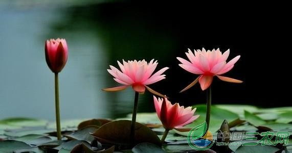 大睡莲种子如何播种？适合在哪个季节进行种植