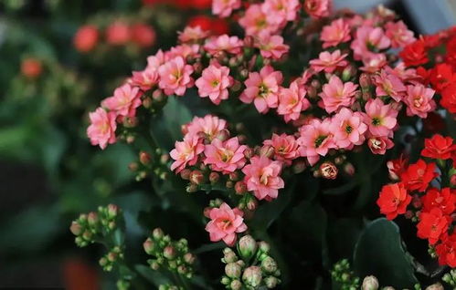 秋天花开， 美丽满园——适合秋天养的花儿推荐