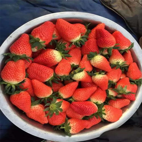 草莓苗弱根系差怎么办？拯救草莓根系大揭秘！