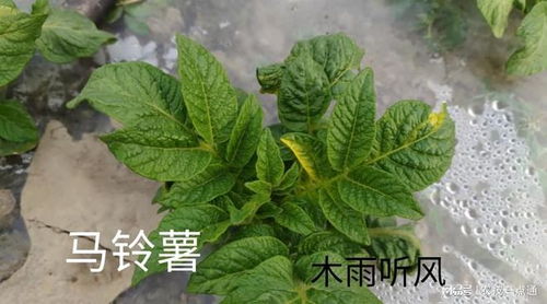 呲虫噻嗪酮能打什么虫？吡虫噻嗪酮对哪些害虫有效？