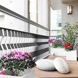 蓝雪花，耐热耐寒，阳台好伙伴