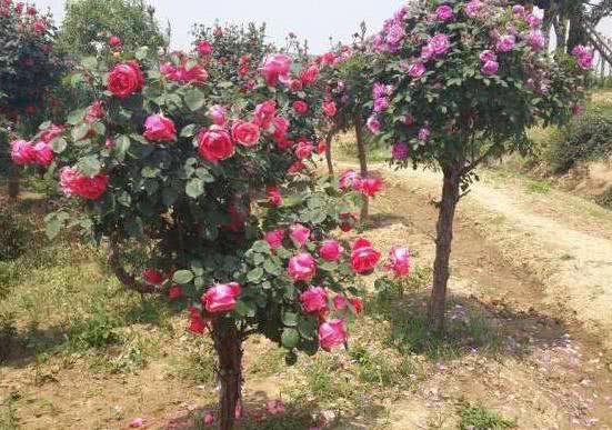 种植月季花是建设绿美永胜的一部分