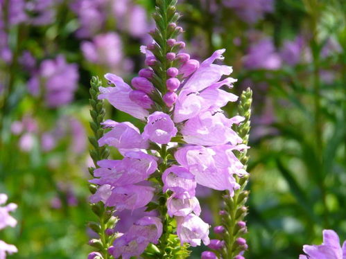 小小贴士，辨别真伪