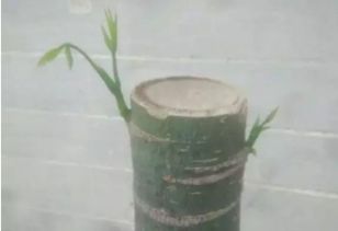 如何促进发财树桩萌芽？