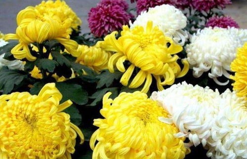 疏蕾疏芽，菊花的精挑细选