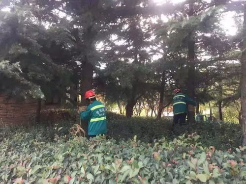 施肥，给植物补充营养