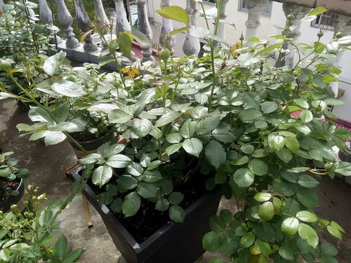 春化需求与病虫害抗性