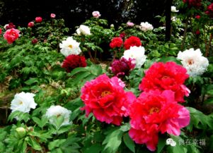 牡丹花籽种植时机大盘点：春季与夏季谁geng胜一筹？