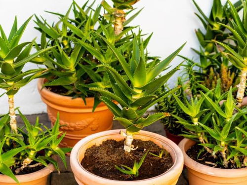 一、 那些既Neng观赏又好养护的花卉