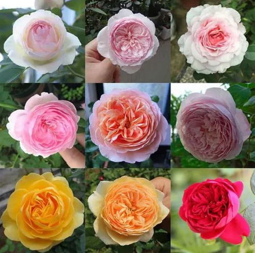 家庭园艺新宠：12款洁白月季品种推荐