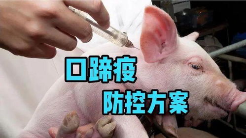 生猪口蹄疫免疫，五要点记心间