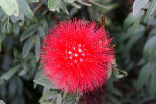 红毛球球的养护小贴士