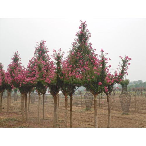 矮生紫薇繁殖小窍门， 扦插大法揭秘