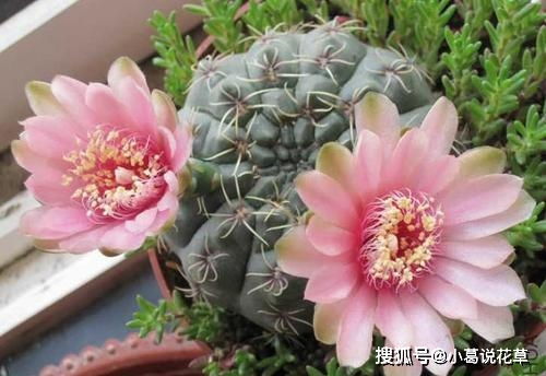 “热门开花仙人球品种盘点”
