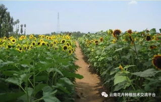 土壤呼吸，盖土厚度要掌握