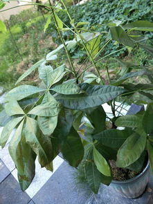 原因四：病虫害