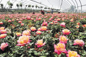 冬季的月季， 重剪是关键