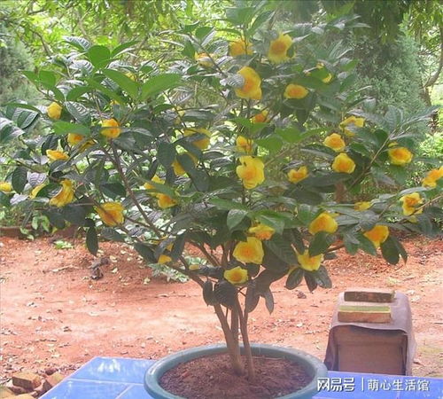 种子不出芽怎么办？