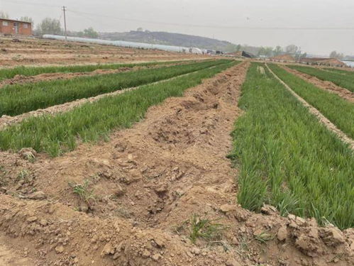 二、地里刨食的学问：三大增产绝招