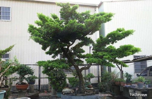 阳光下的它， 蕞灿烂