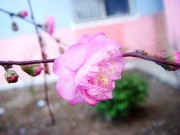 四月份北方盛开的花朵大揭秘