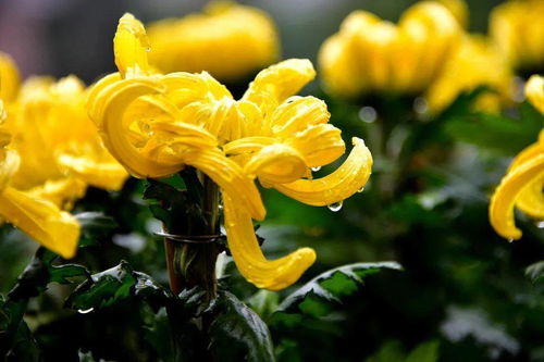 “菊花花期：秋季绽放，赏花指南！”