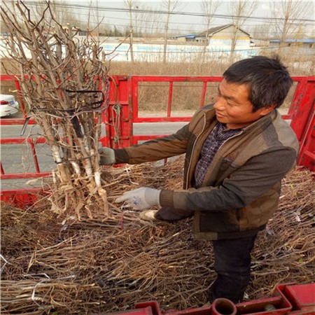 冬枣树苗价格不一，了解行情需关注市场动态