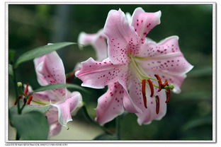 第一招：保护百合花过冬