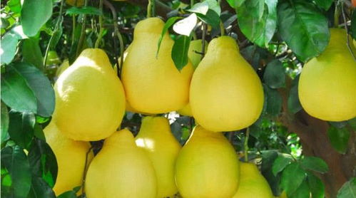 农技词典：了解柚子种植的关键术语