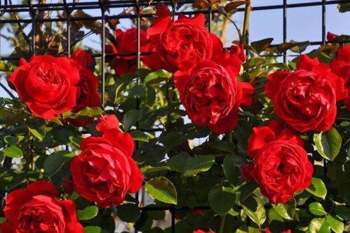 弗洛伦蒂娜月季——打造美丽花墙的秘诀