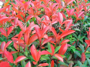 红叶石楠的价格，你了解多少？