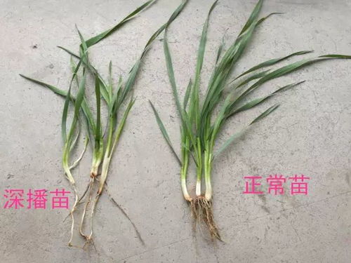 丙环唑：如何正确使用？