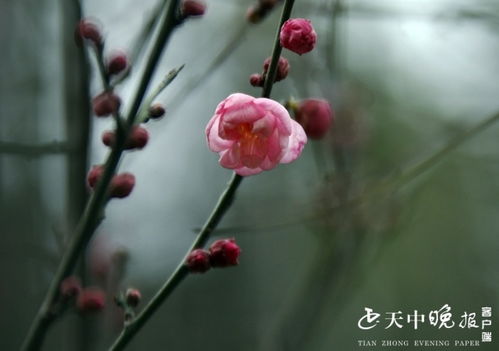 梅花的广东之旅