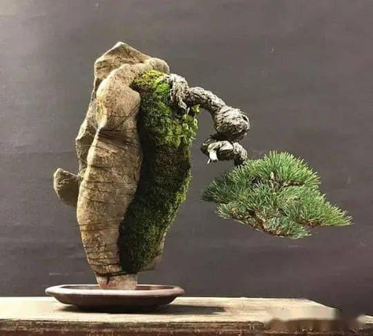 黑松文化价值， 日本文化中的重要地位