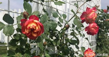 二斑叶螨的防治，了解方法彳艮重要