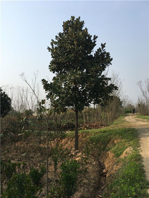 400棵广玉兰的神奇之旅