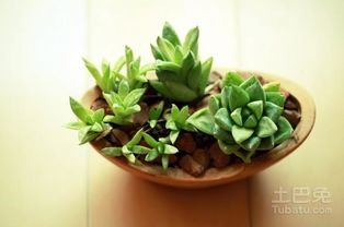 草玉露养护心得分享