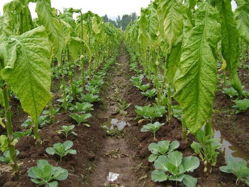 适合高温下种植的蔬菜品种