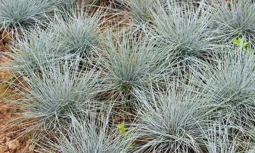 北方适用的耐寒观赏草推荐