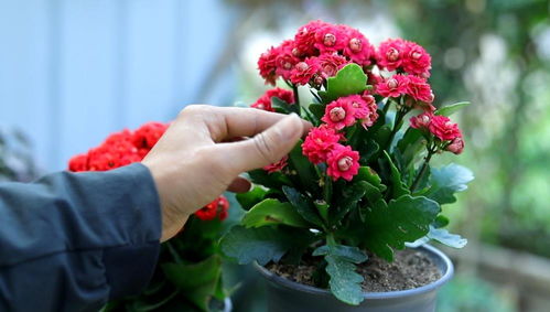 多肉繁殖：叶插方法