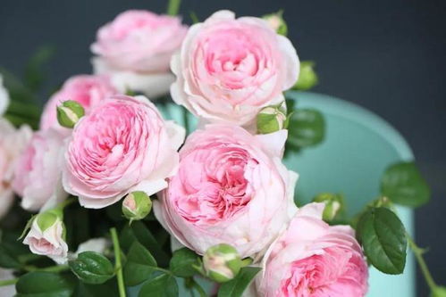 月季秋花不开花，原因多多的秋季烦恼